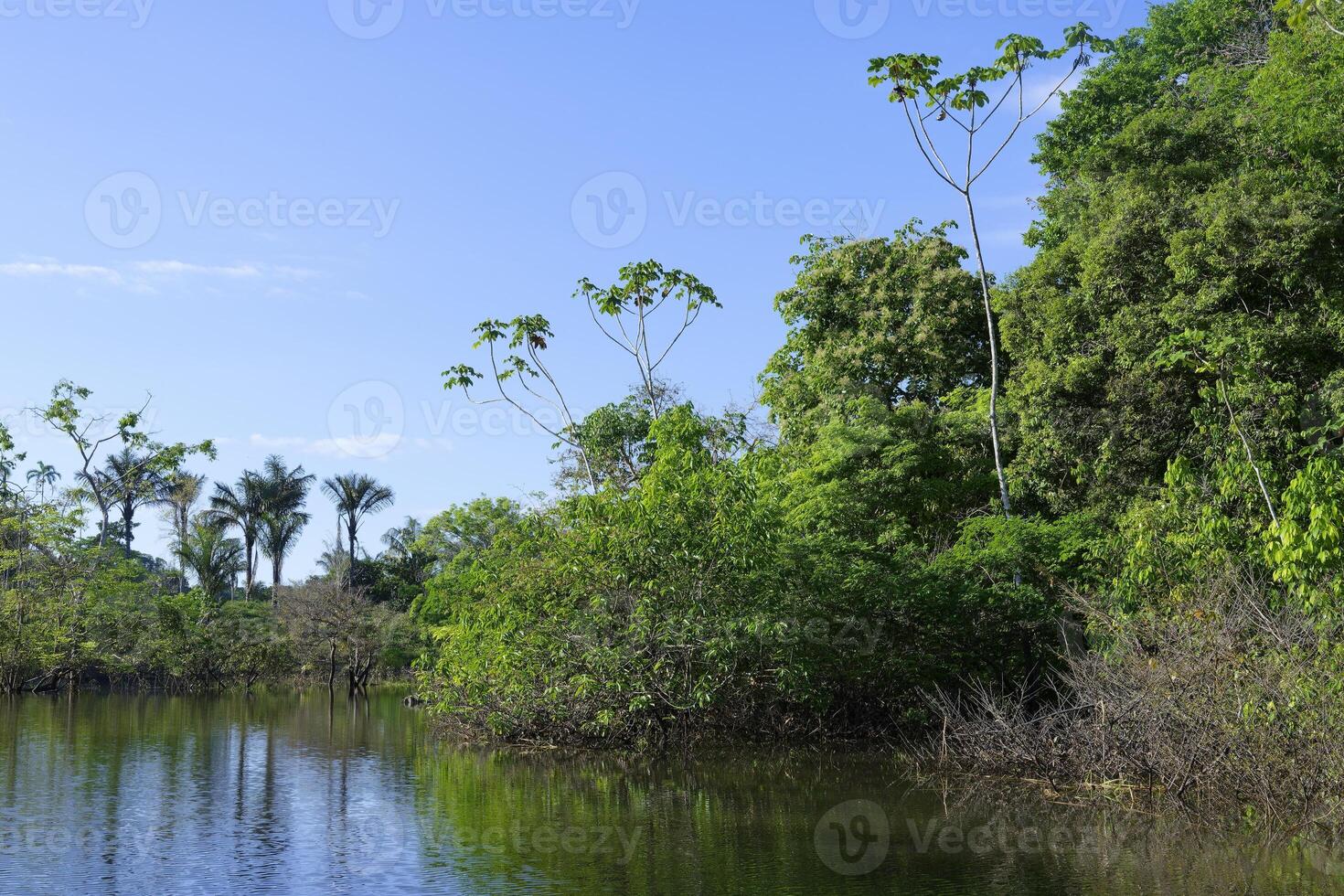 bomen in de overstroomd Woud, amazonas staat, Brazilië foto