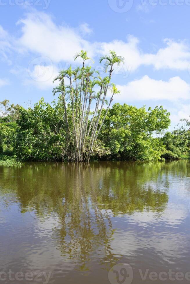 bomen reflecterend in een amazon zijrivier, amazonas staat, Brazilië foto