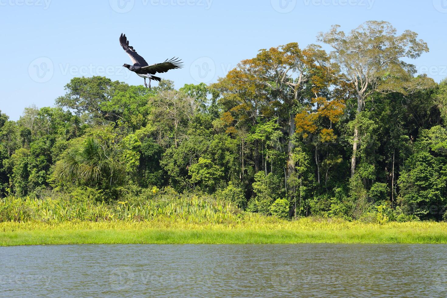 gehoornd schreeuwer, anhima cornuta, vliegend over- de amazon tropisch regen Woud Bij ossenboog meer, manu nationaal park, Peruaanse amazone, Peru foto