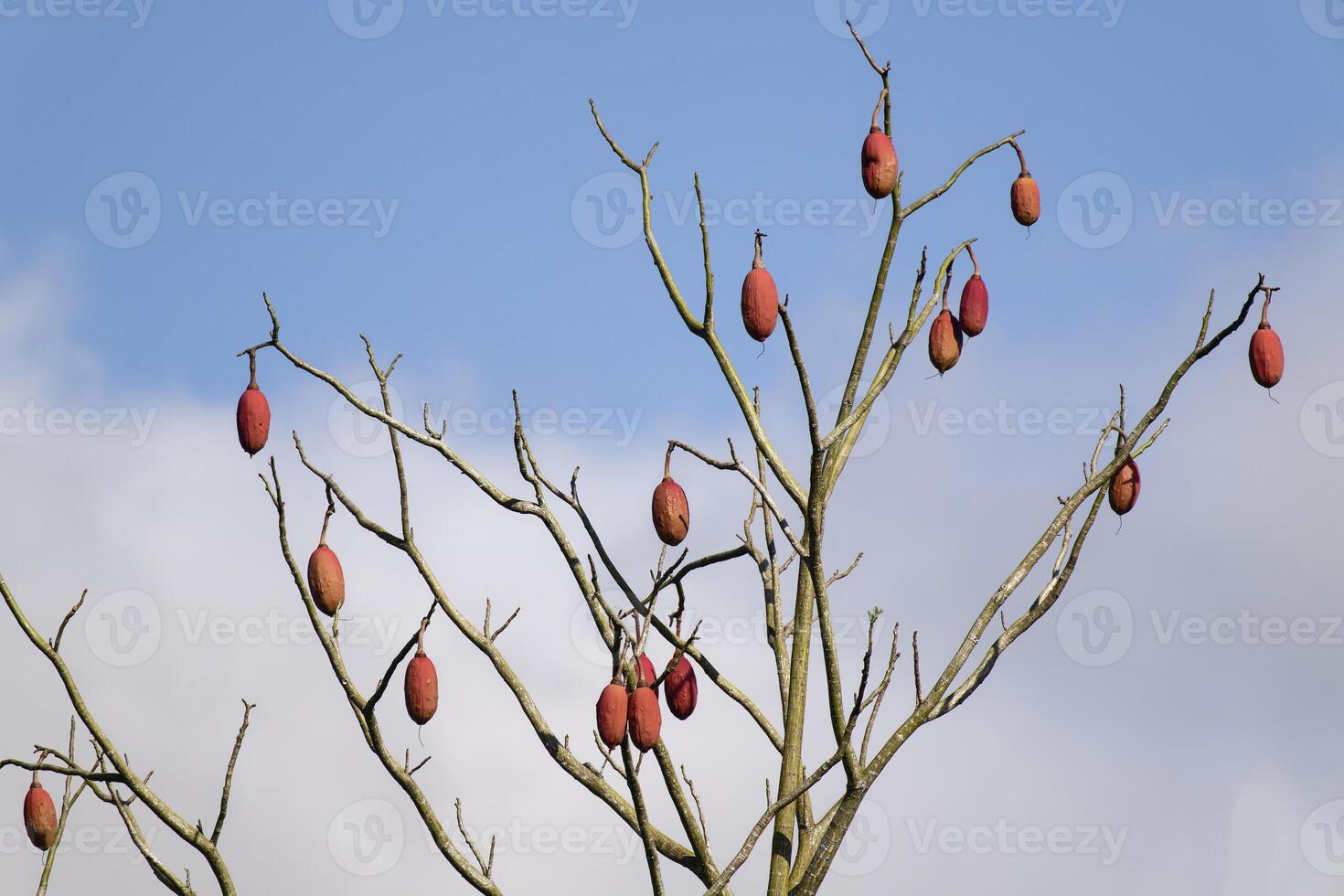 braziliaans kapok boom fruit, amazonas staat, Brazilië foto