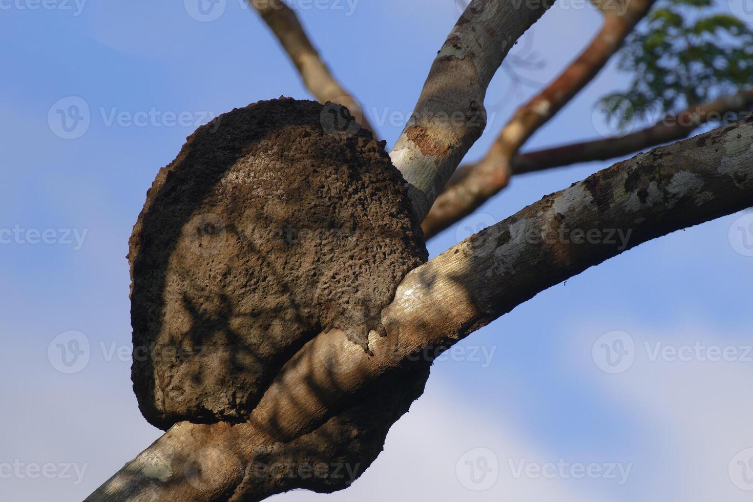 termiet heuvel in een boom in de overstroomd Woud, amazonas staat, Brazilië foto