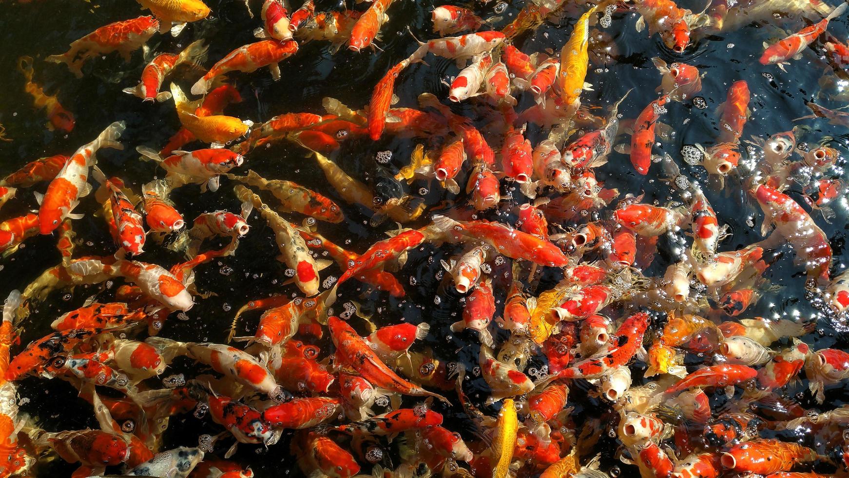 kleurrijke koi fancy karpers vissen in het water. foto