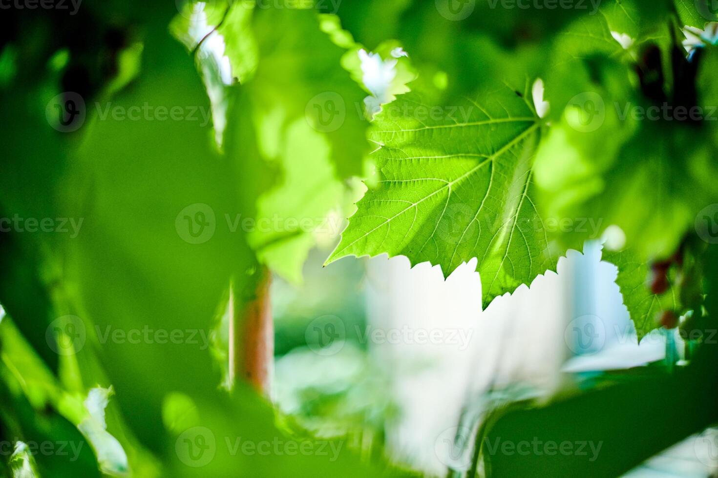 druivenbladeren in wijngaard. groene wijnbladeren op zonnige septemberdag. binnenkort herfst oogst van druiven voor het maken van wijn, jam, sap, gelei, druivenpitextract, azijn en druivenpitolie. foto