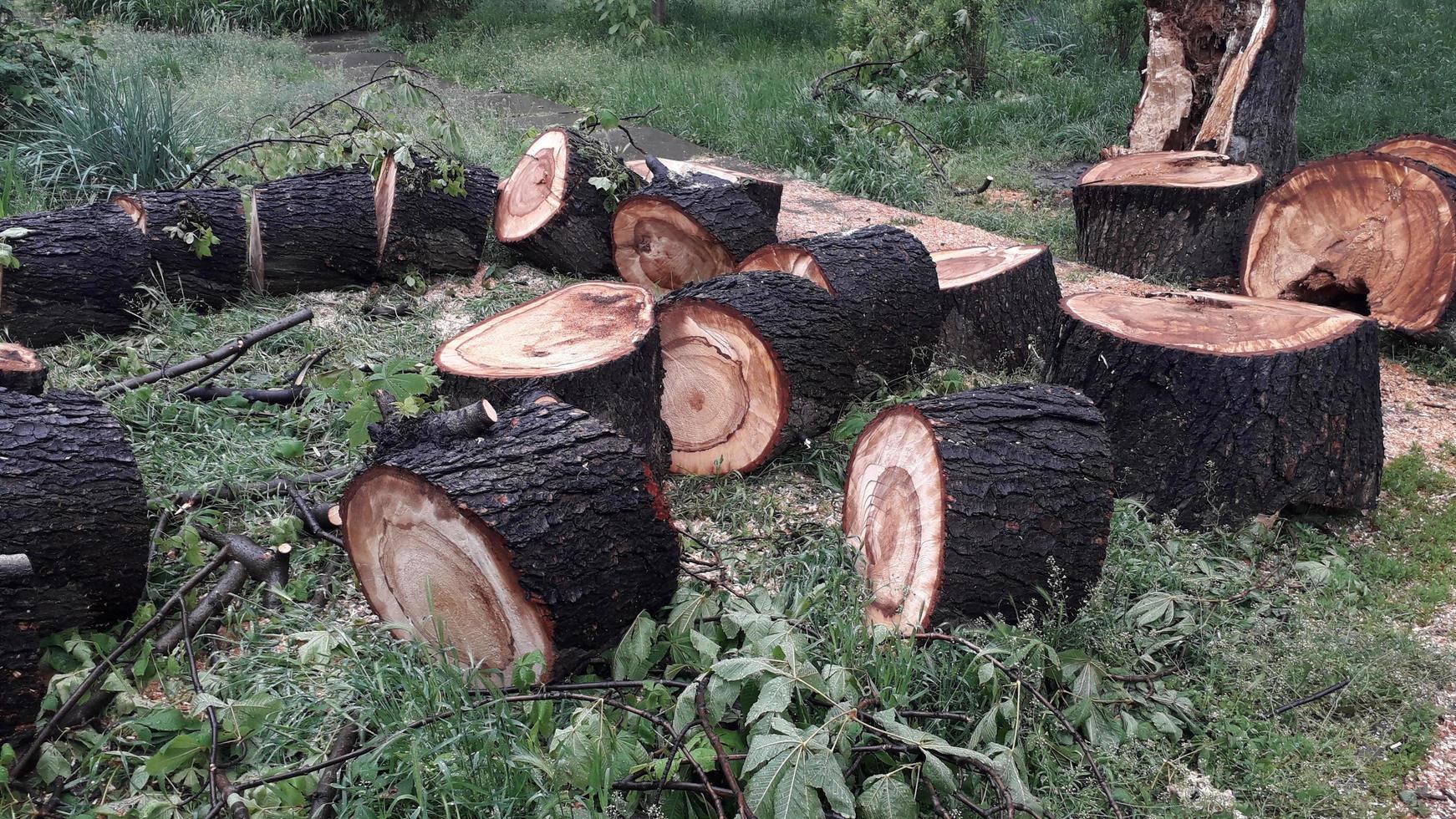 een grote stam van een omgevallen boom wordt in stronken gesneden foto