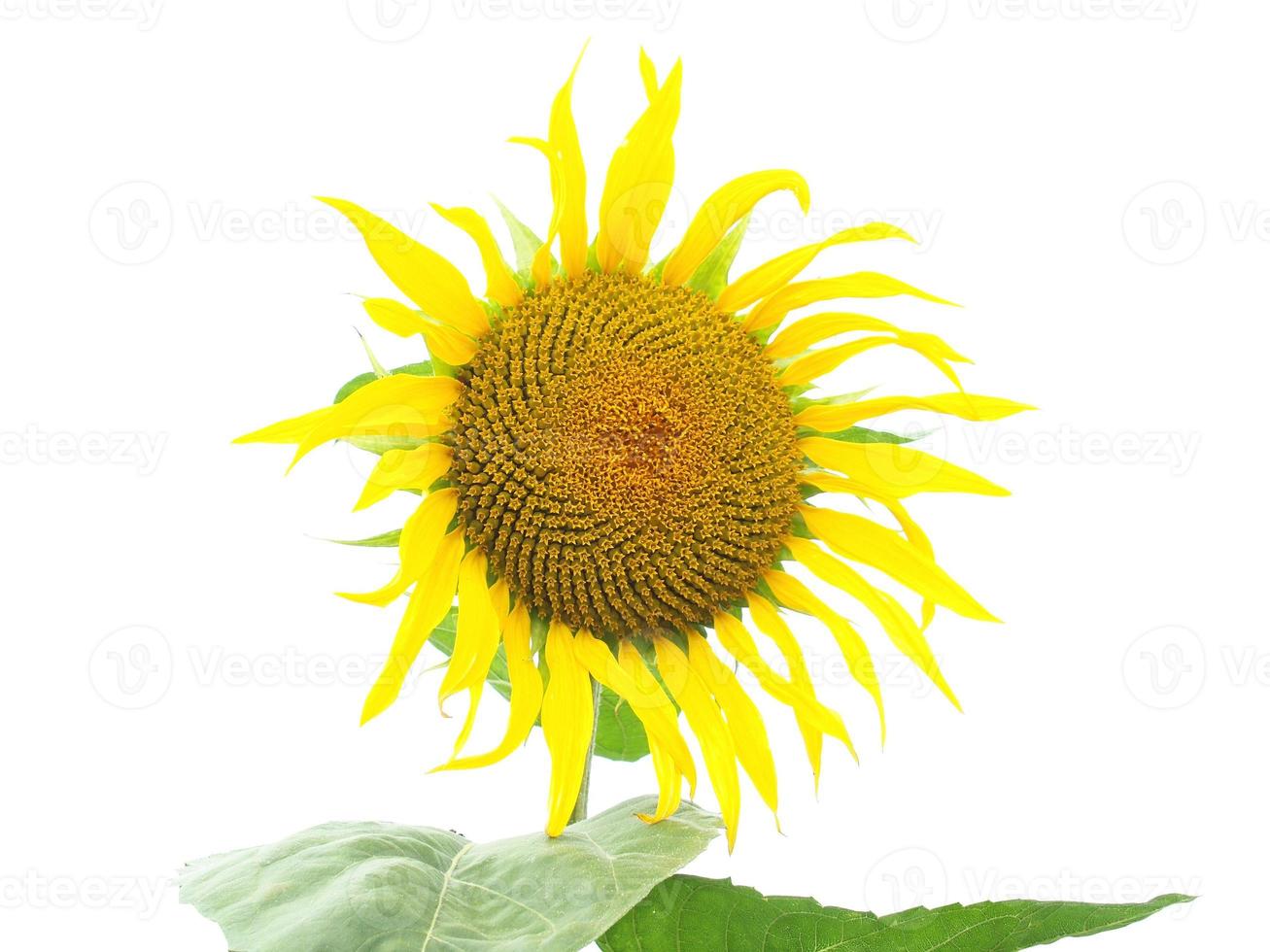 zonnebloem plant helianthus annuus gele bloem geïsoleerd over wh foto