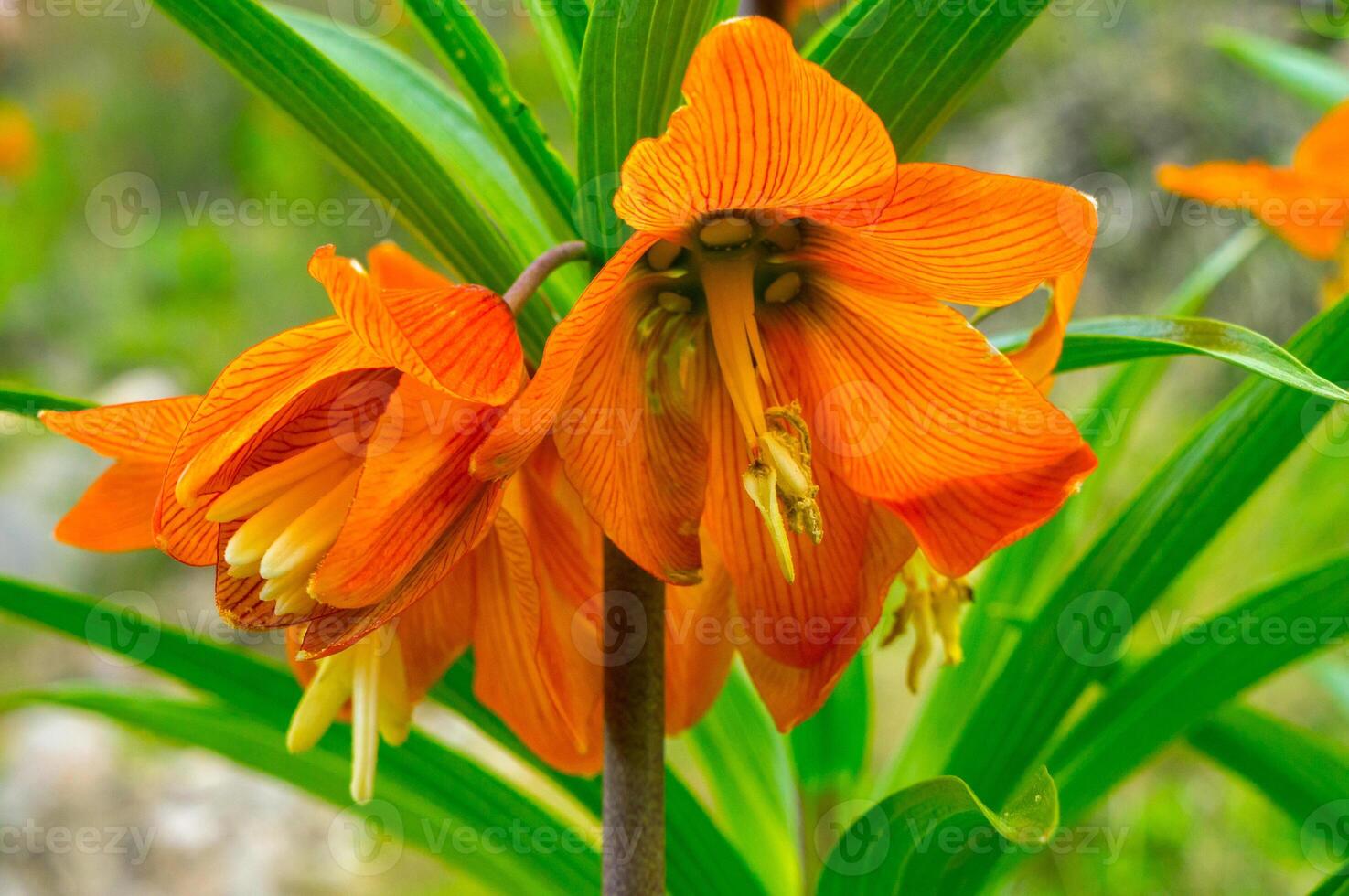 een detailopname van de levendig oranje aigul bloem onthult ingewikkeld patronen Aan haar bloemblaadjes, een weelderig groen bladerrijk achtergrond, slank meeldraden, en stigma temidden van de natuurlijk flora van batken. foto