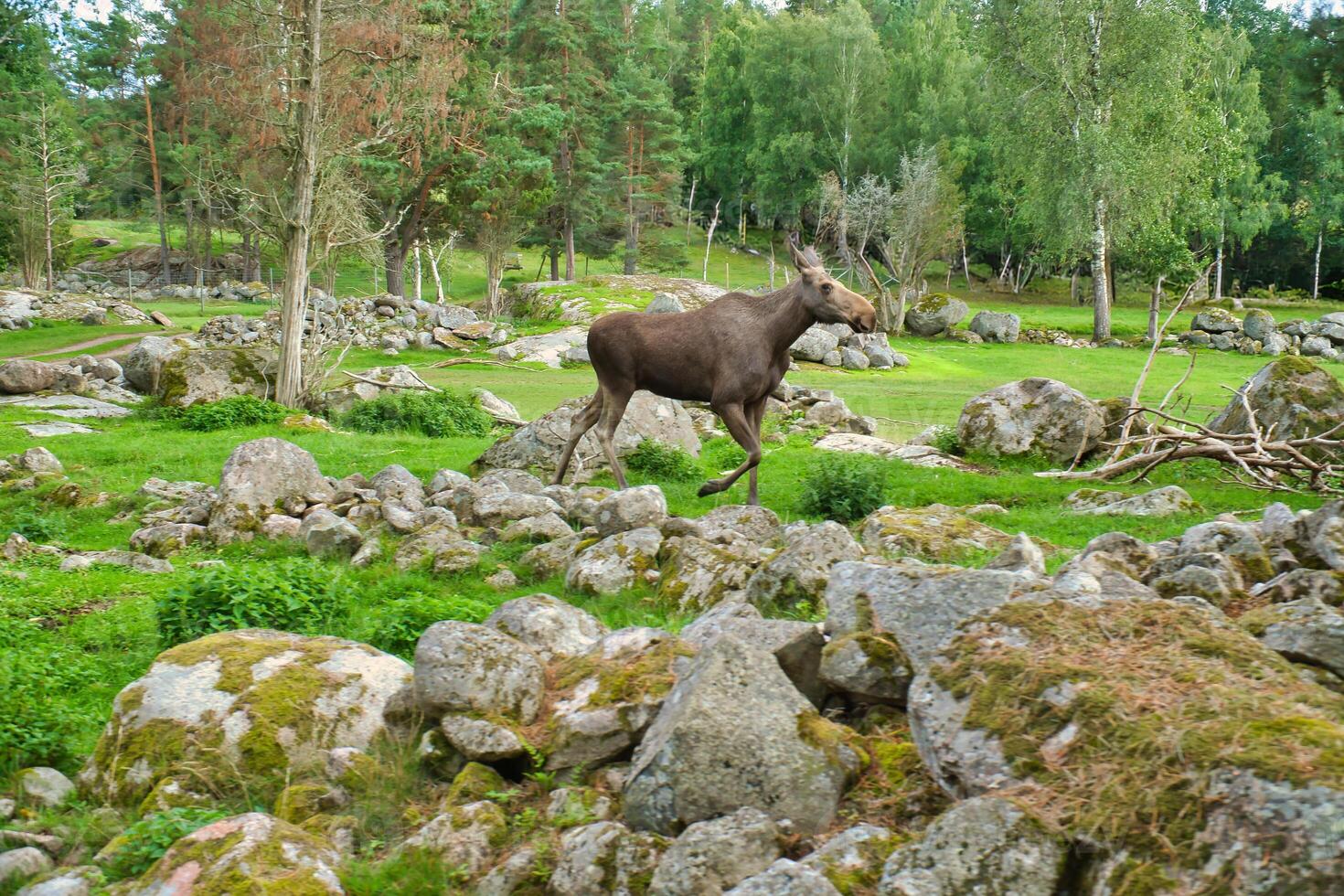 eland in Scandinavië in de Woud tussen bomen en stenen. koning van de bossen foto