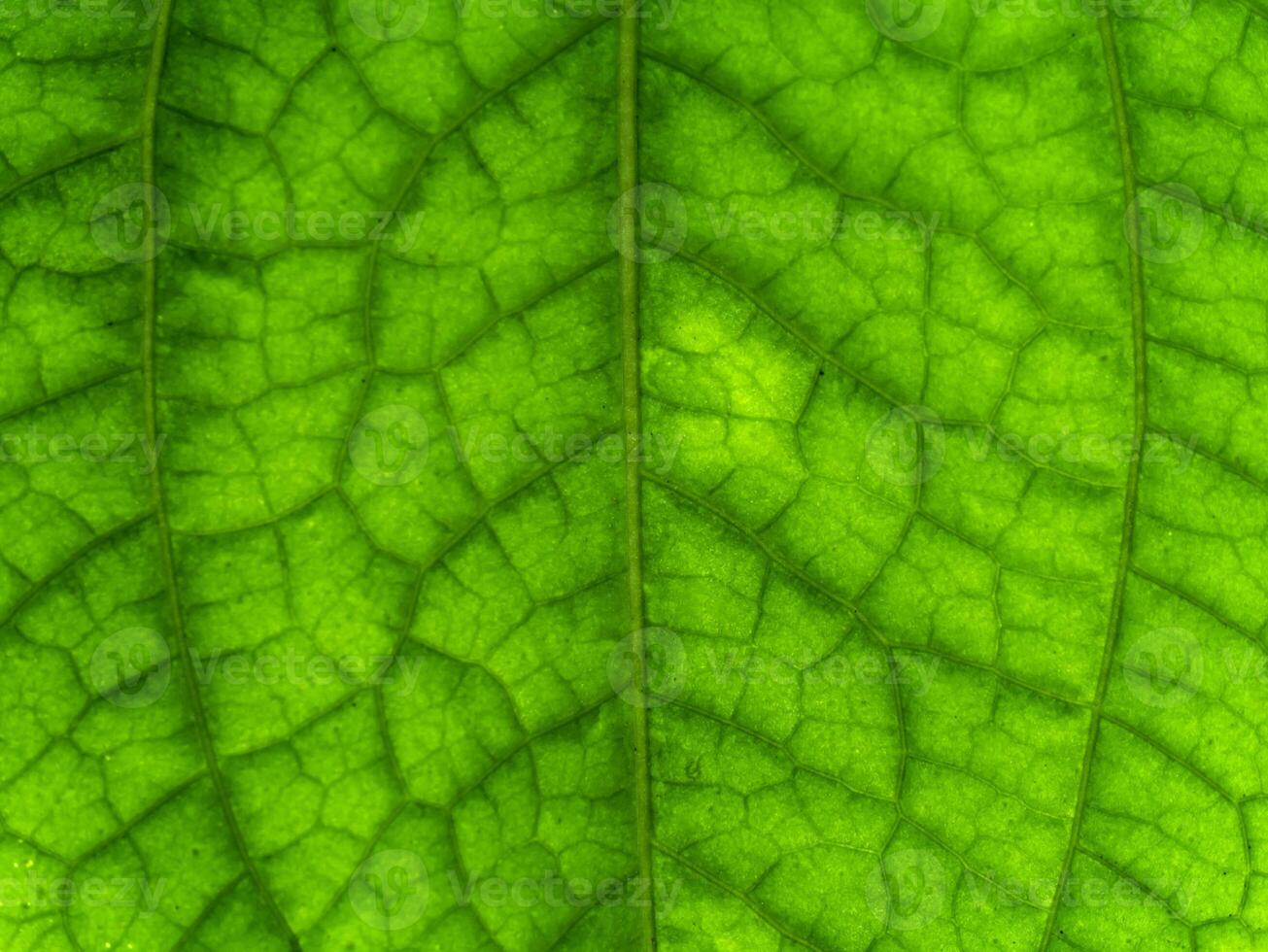 groen blad van wildbetal bladstruik fabriek. foto