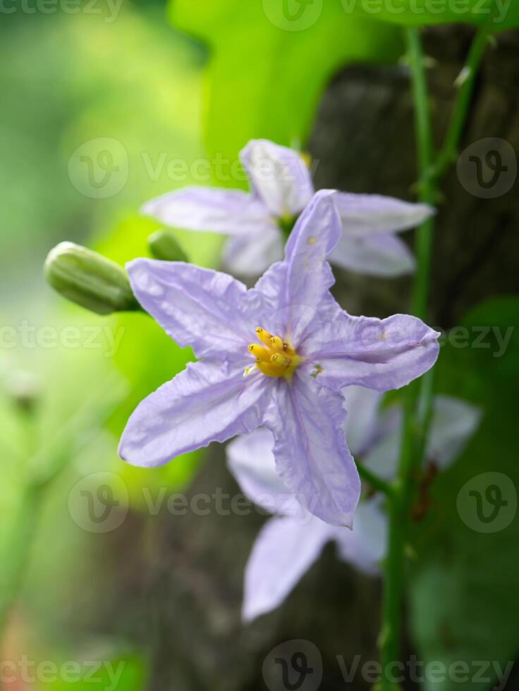 dichtbij omhoog van eierplant bloem foto