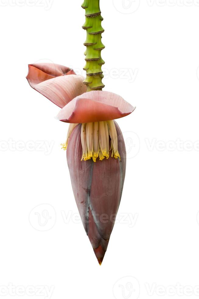 banaan bloem Aan wit achtergrond. foto