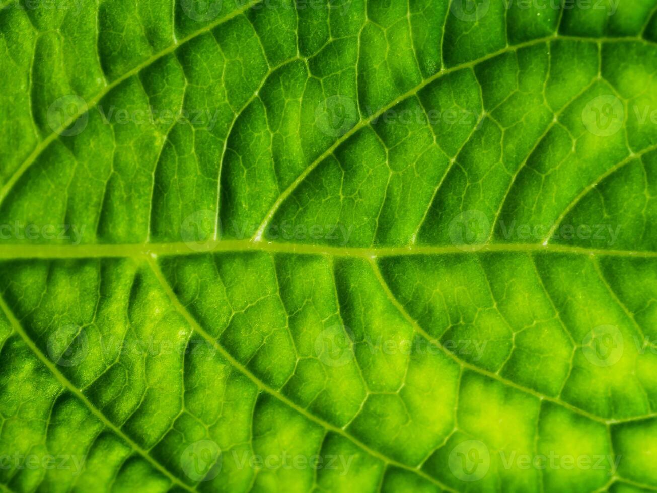 dichtbij omhoog groen blad behang. foto