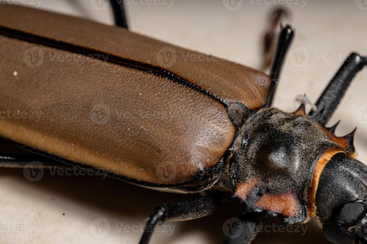 volwassen gigantische heerszuchtige zager foto