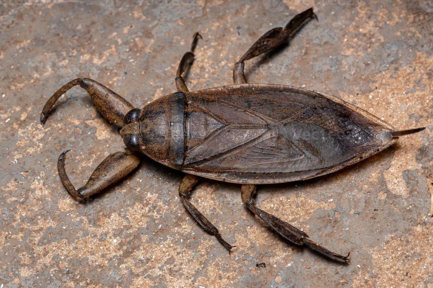 volwassen gigantische waterbug foto