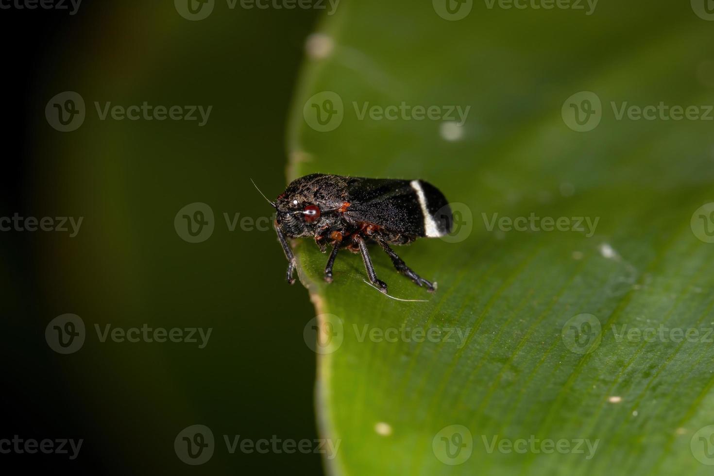 volwassen zwarte froghopper foto