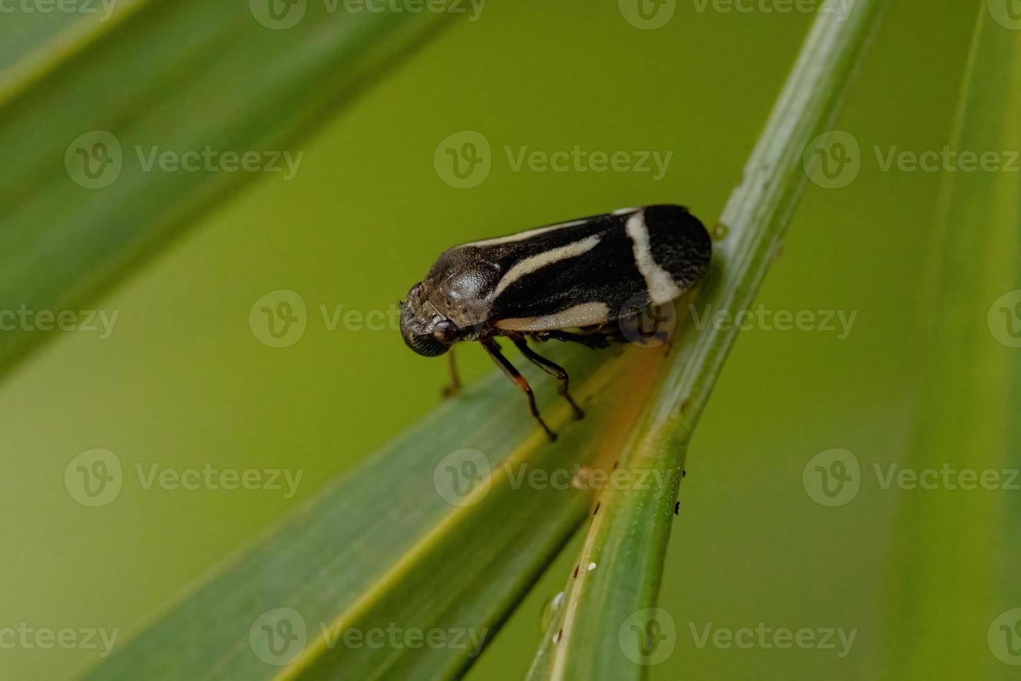 volwassen zwarte froghopper foto