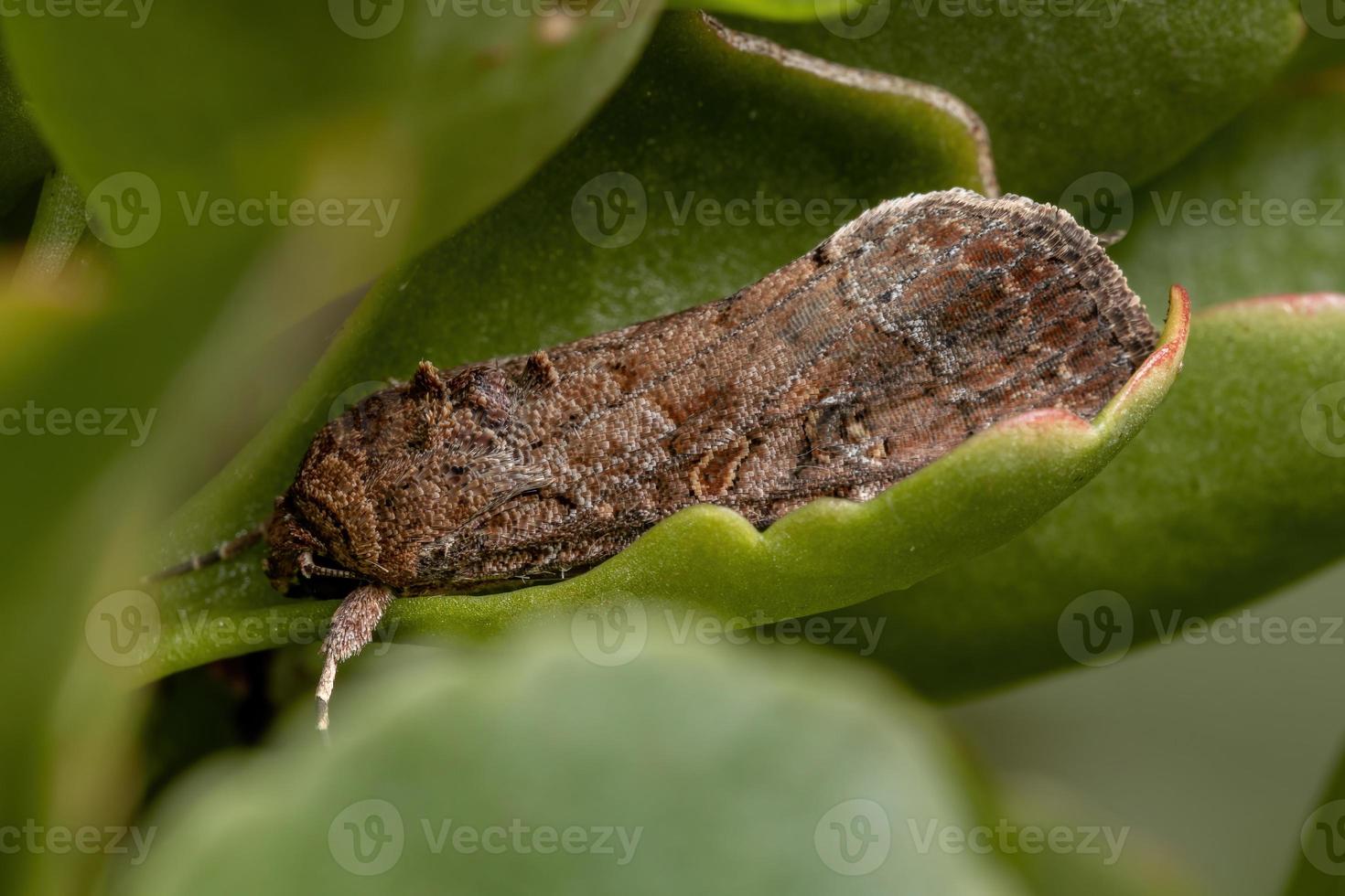 volwassen legerwormmot foto