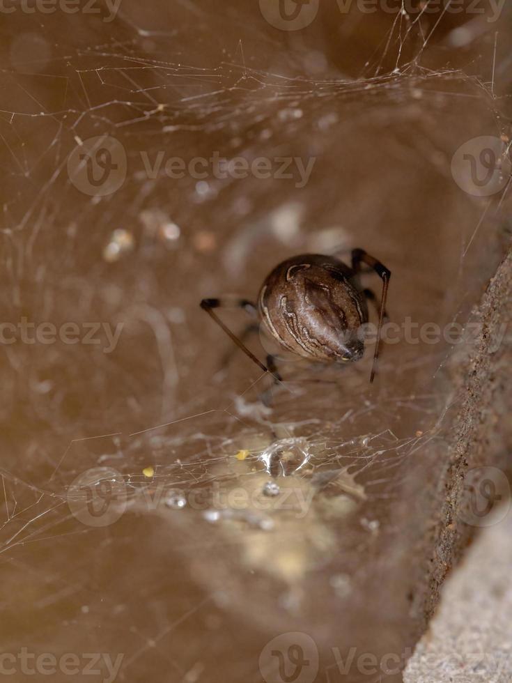 volwassen vrouwelijke bruine weduwe foto