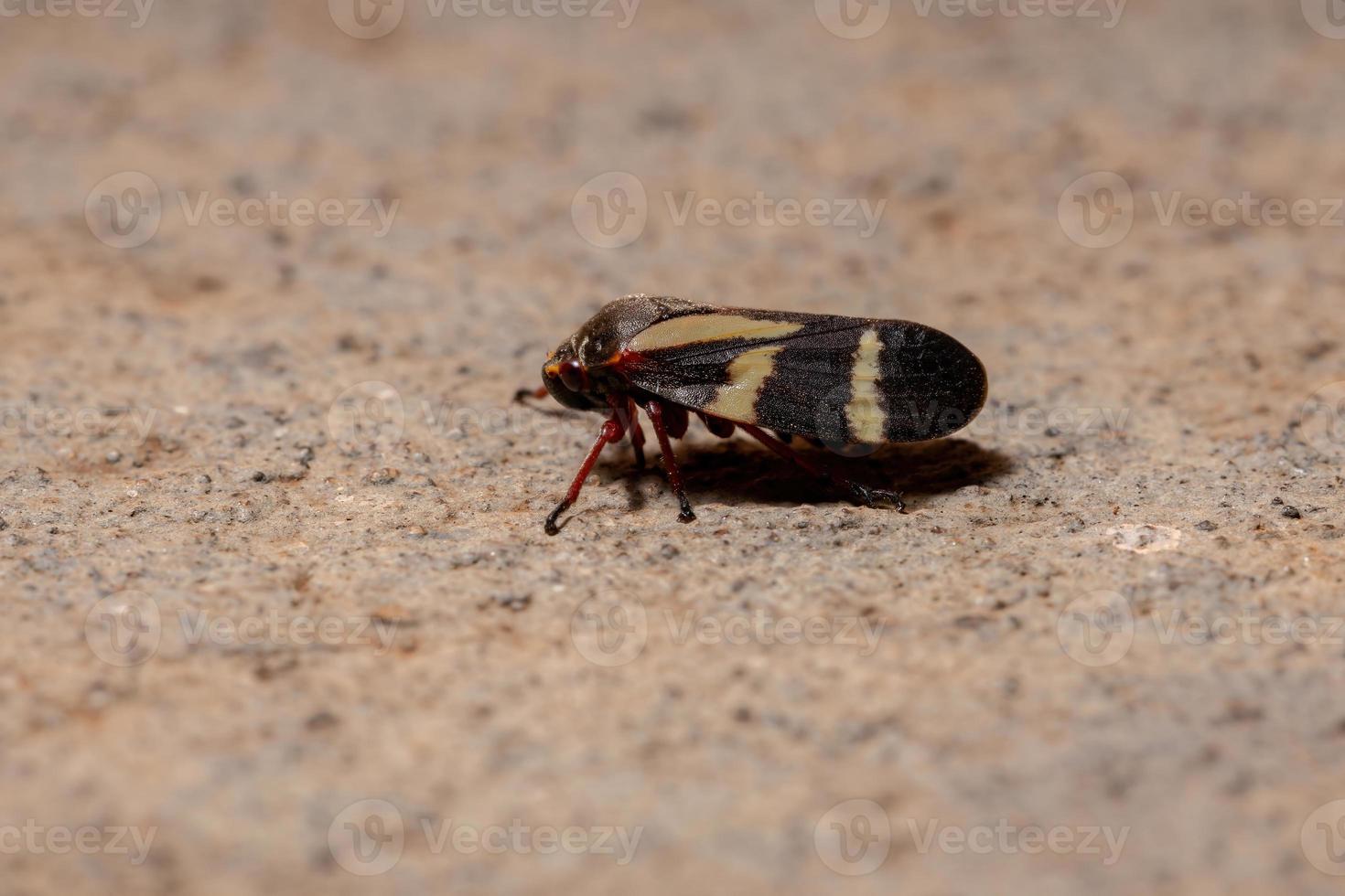 volwassen kikker-insect foto