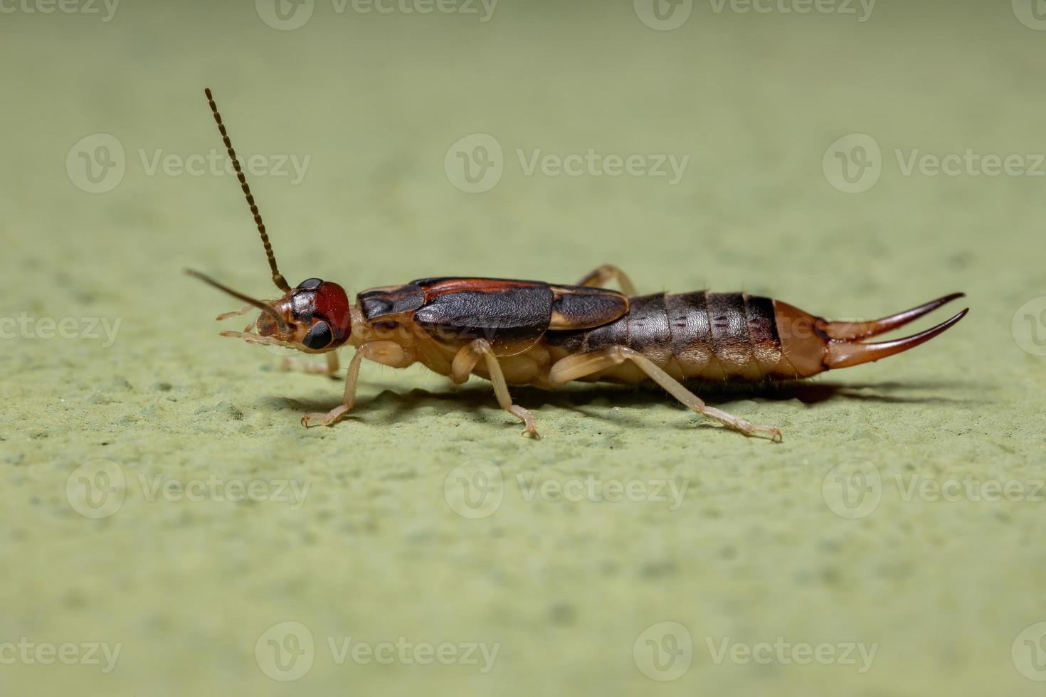 volwassen kust oorworm foto