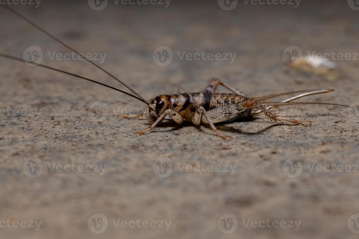 klein veld cricket foto