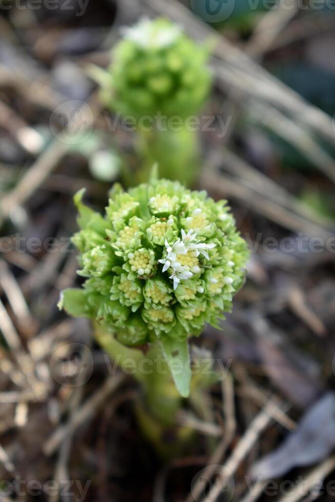 de wit hoefblad, de eerste bloemen van de lente. hoefblad albus in de Woud in een vochtig omgeving, langs waterlopen. in Frankrijk, Europa. bloem top visie. foto