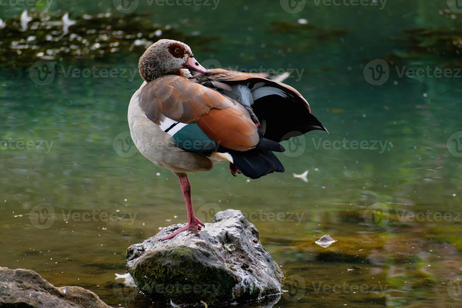 Egyptische gans staand Aan een steen in een meer in haar natuurlijk leefgebied, alopochen egyptiaca foto