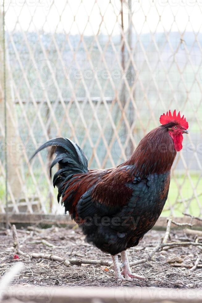 Frans haan in een boerderij met mooi donker gevederte foto