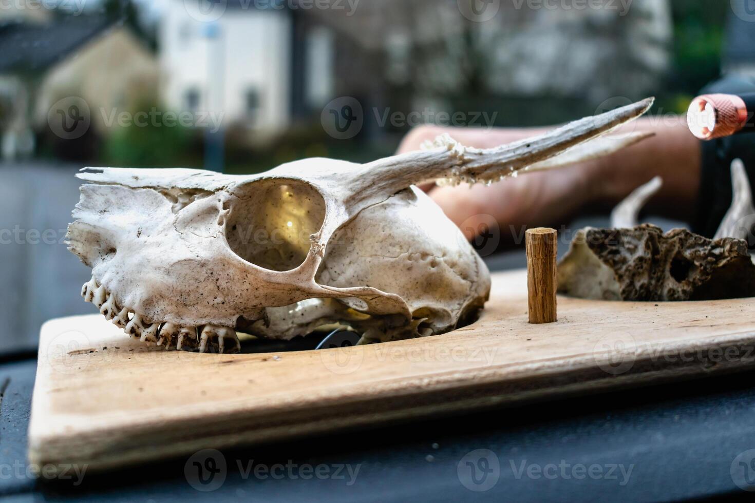 schedel van jong hert met haar tanden en gewei foto