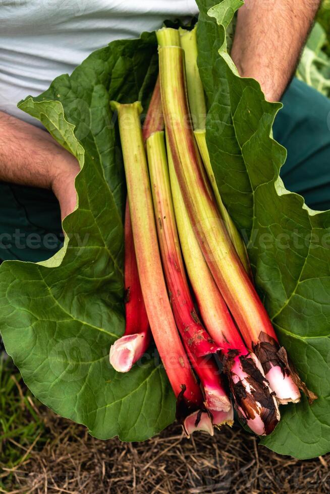 rabarber oogsten in een tuin naar maken taarten en compote, reuma rabarbarum foto