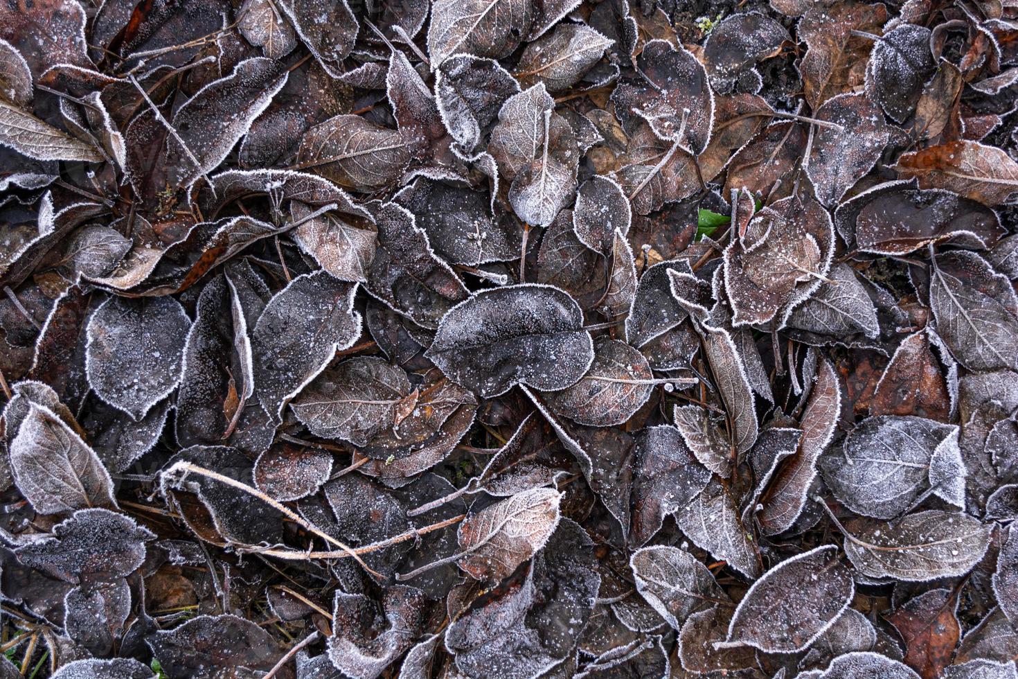 gevallen bruine bladeren bedekt met sneeuw en vorst. foto