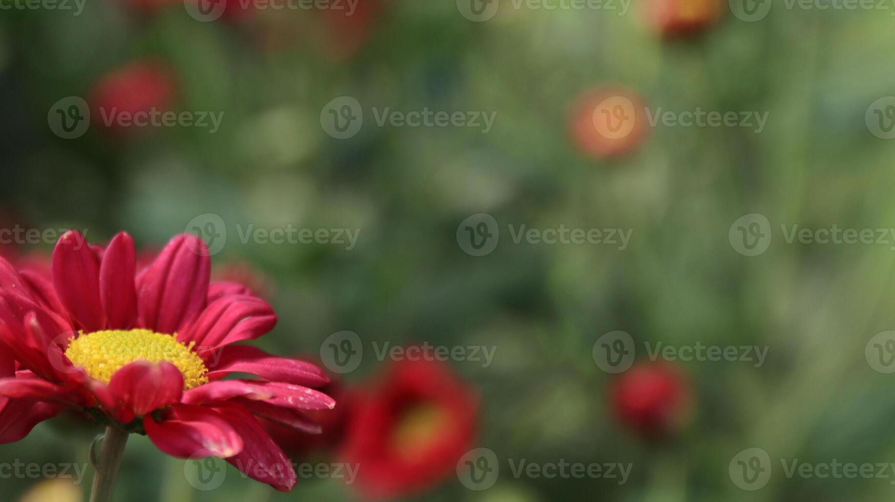 foto van een bundel van chrysant bloemen.