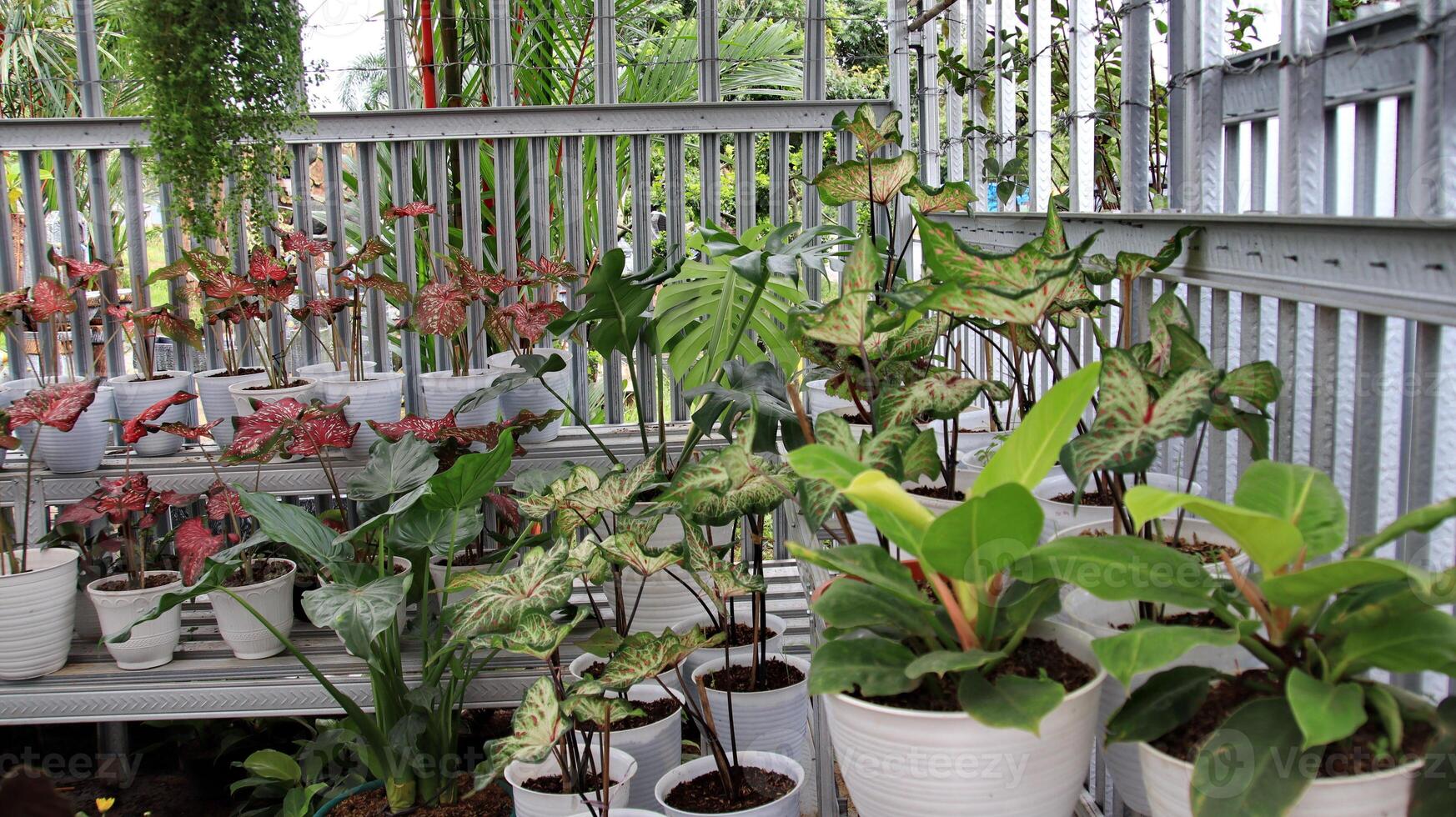 taro is een groep van planten van de geslacht caladium foto