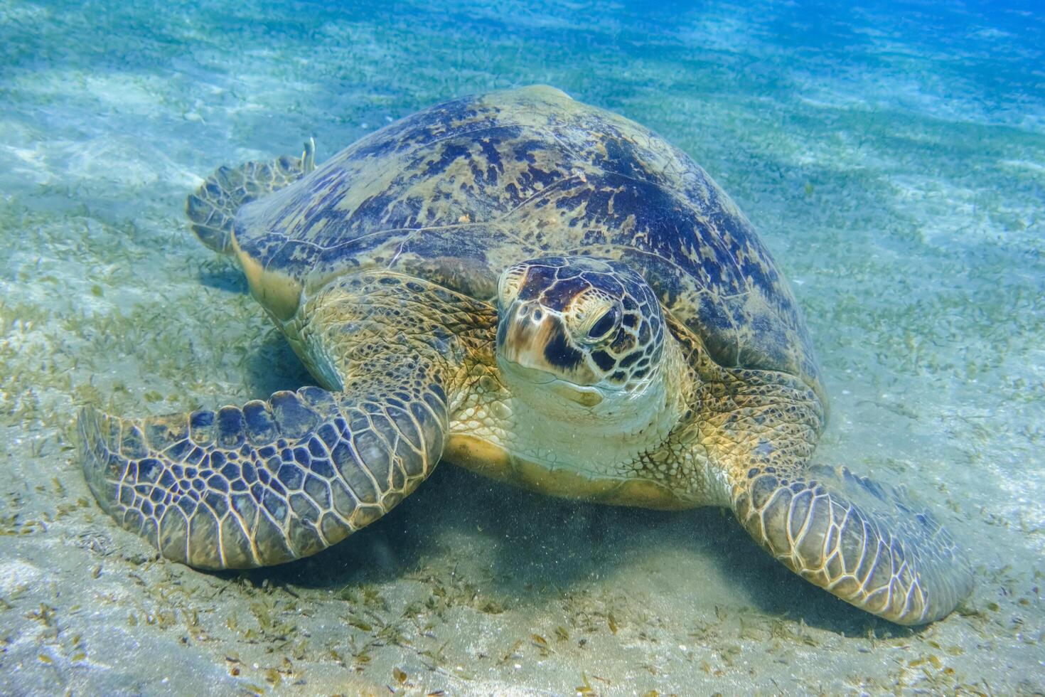 groen zee schildpad in de buurt de zeebedding gedurende duiken in Egypte foto
