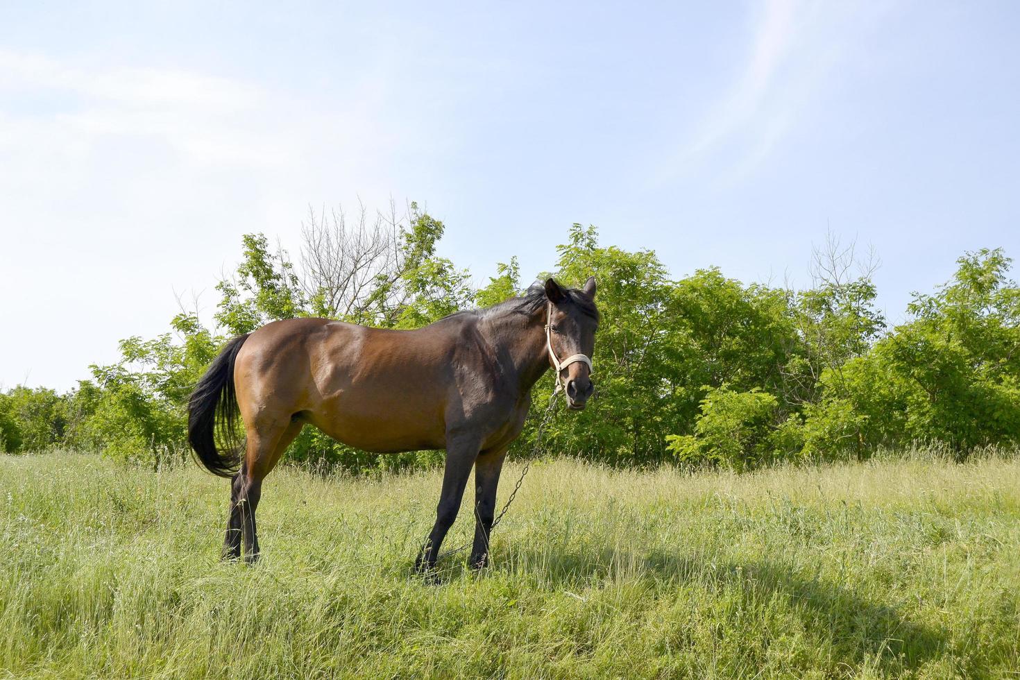 mooie wilde bruine paardenhengst op zomerbloemenweide foto