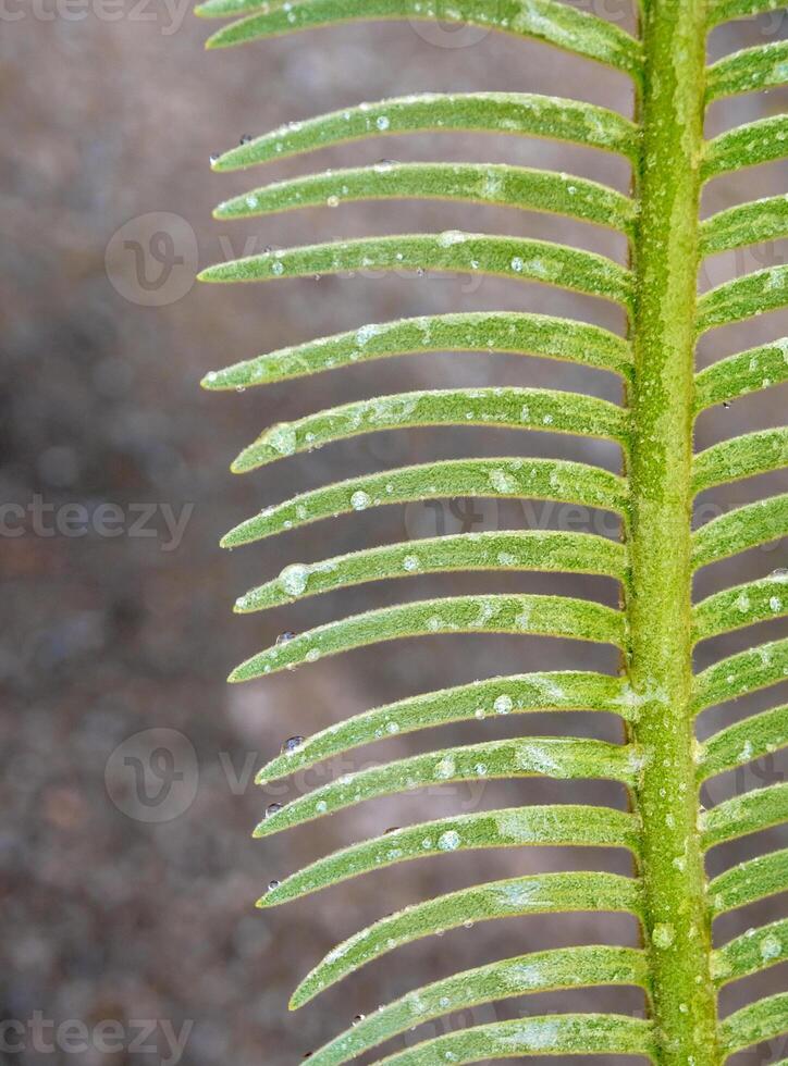 de veervormig samengestelde bladeren van cycas siamensis plant met waterdruppel foto