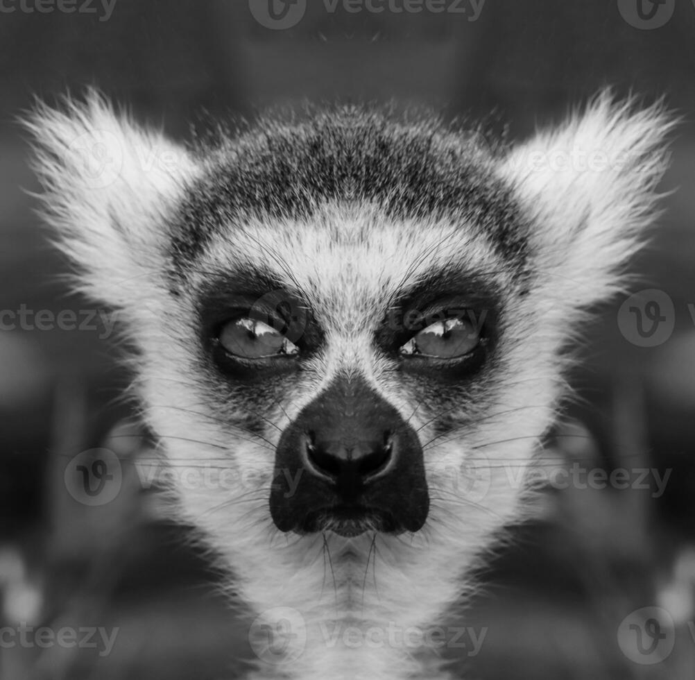 een mooi zwart en wit portret van een aap Bij dichtbij reeks dat looks Bij de camera. lemur. foto
