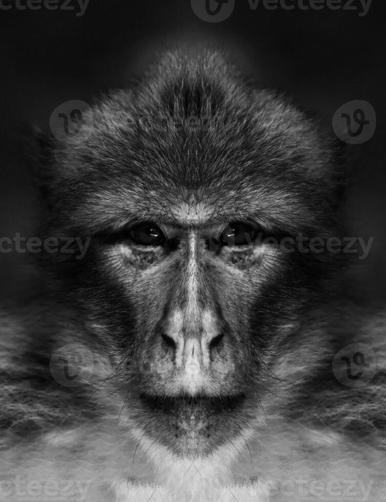 een mooi zwart en wit portret van een aap Bij dichtbij reeks dat looks Bij de camera foto