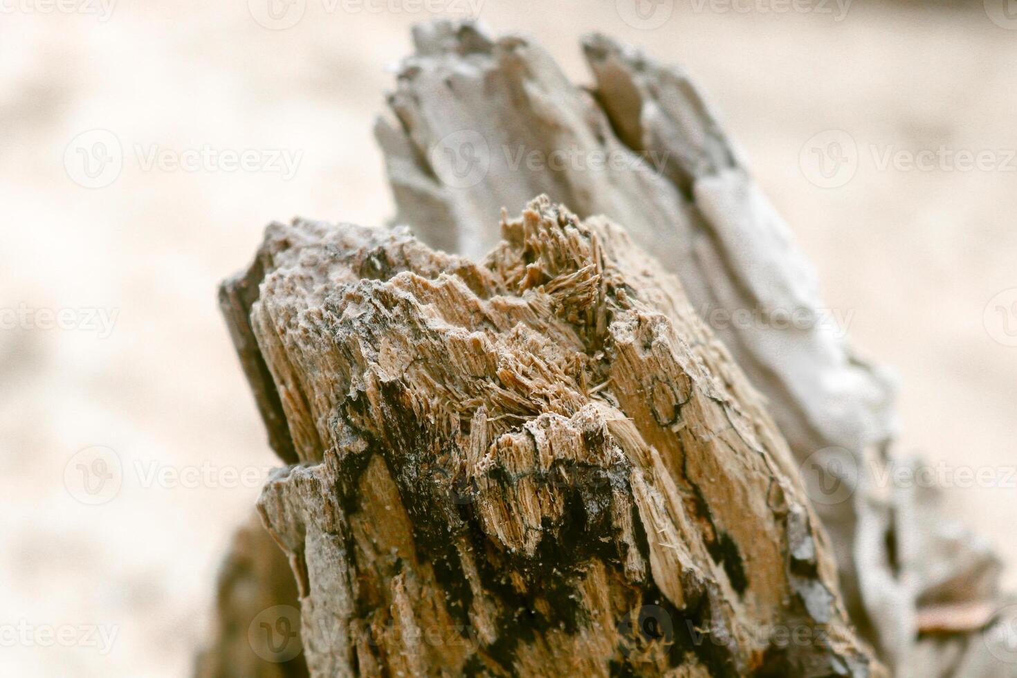 foto van koraal rotsen Aan de strand