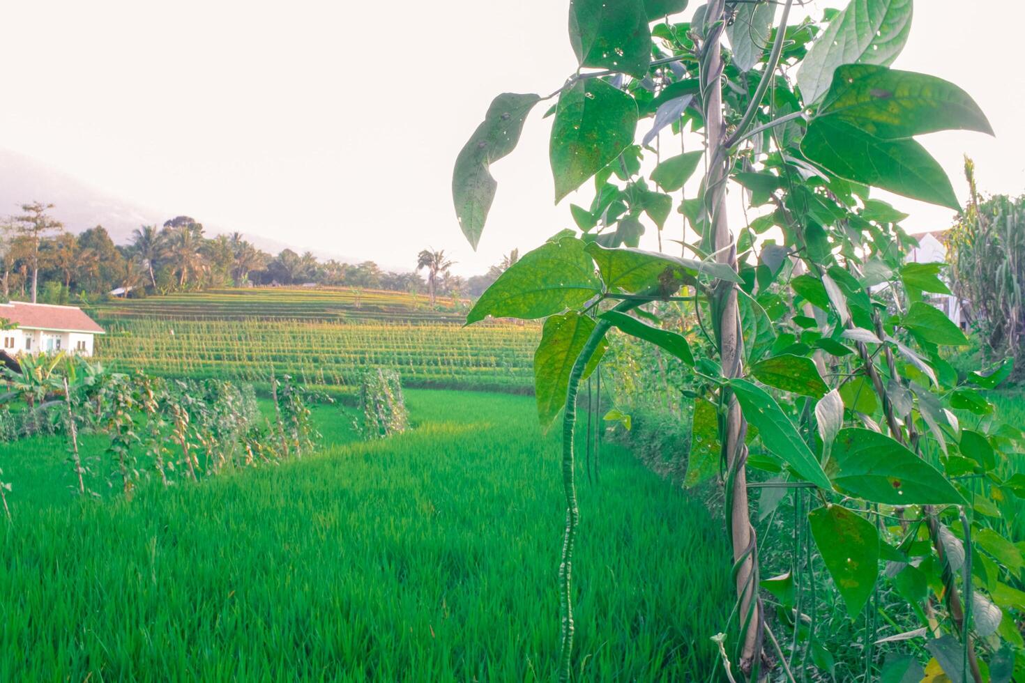 uitgestrektheid van groen rijst- velden foto