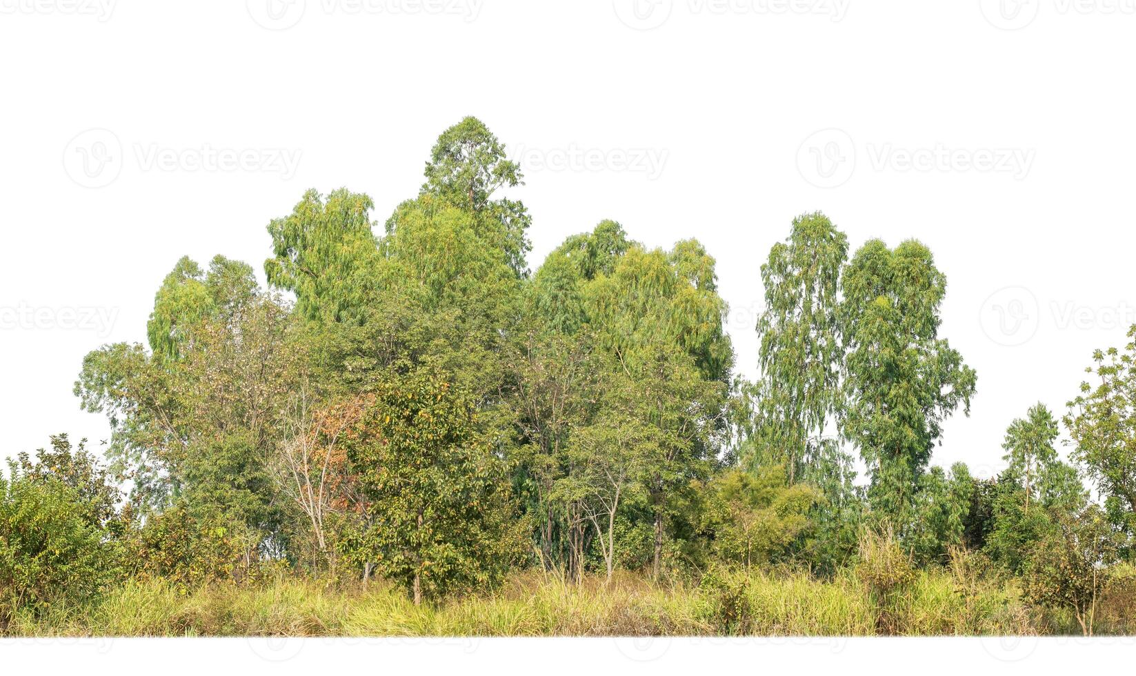 groen bomen geïsoleerd Aan wit achtergrond.zijn Woud en gebladerte in zomer voor beide het drukken en web pagina's met besnoeiing pad en alpha kanaal foto