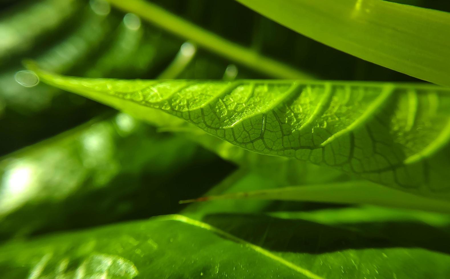 natuurlijke achtergrond close-up afbeelding. mooie druppels transparant regenwater op een gekleurde bladmacro. foto