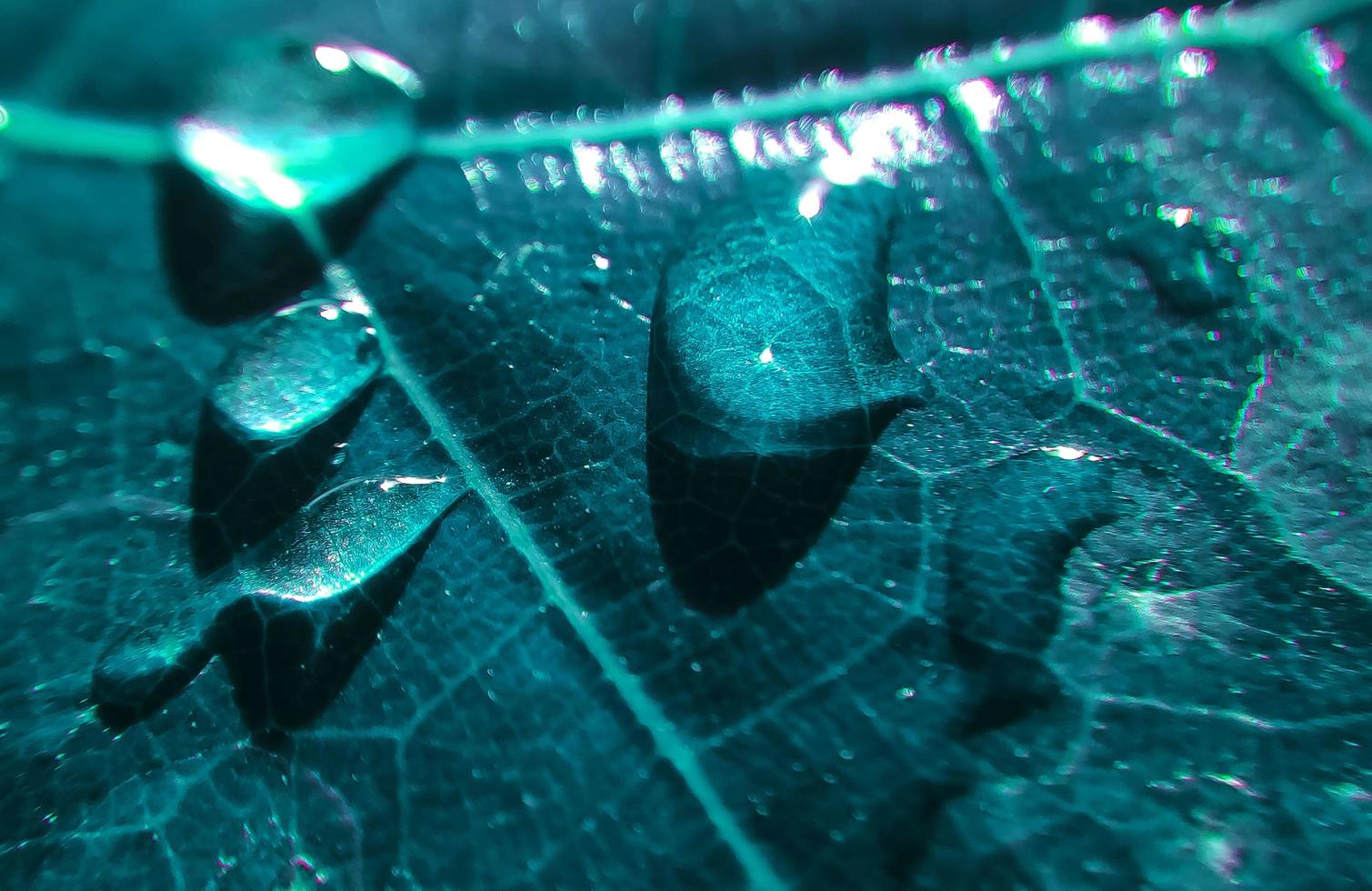 natuurlijke achtergrond close-up afbeelding. mooie druppels transparant regenwater op een gekleurde bladmacro. foto