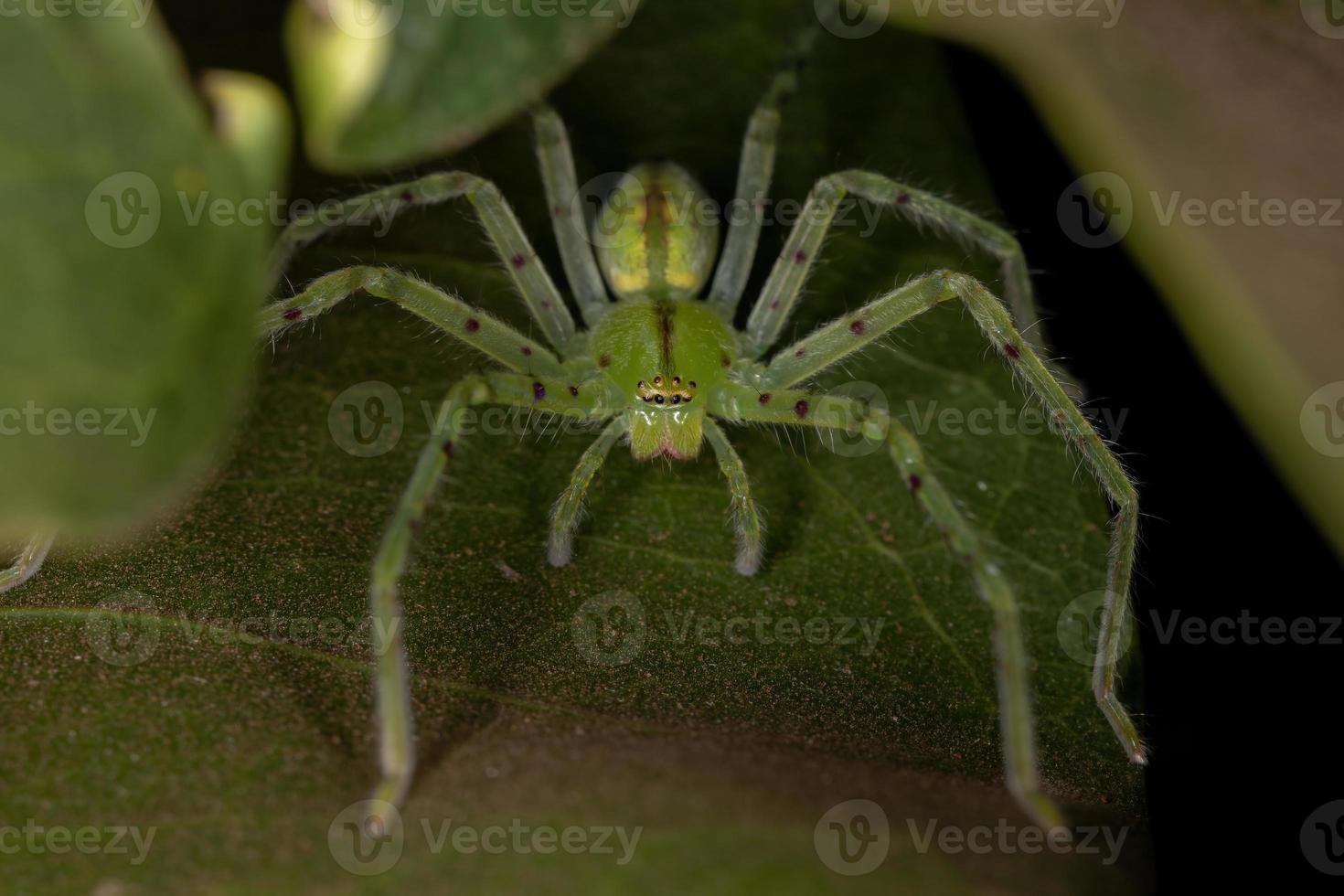 groene jagersspin foto