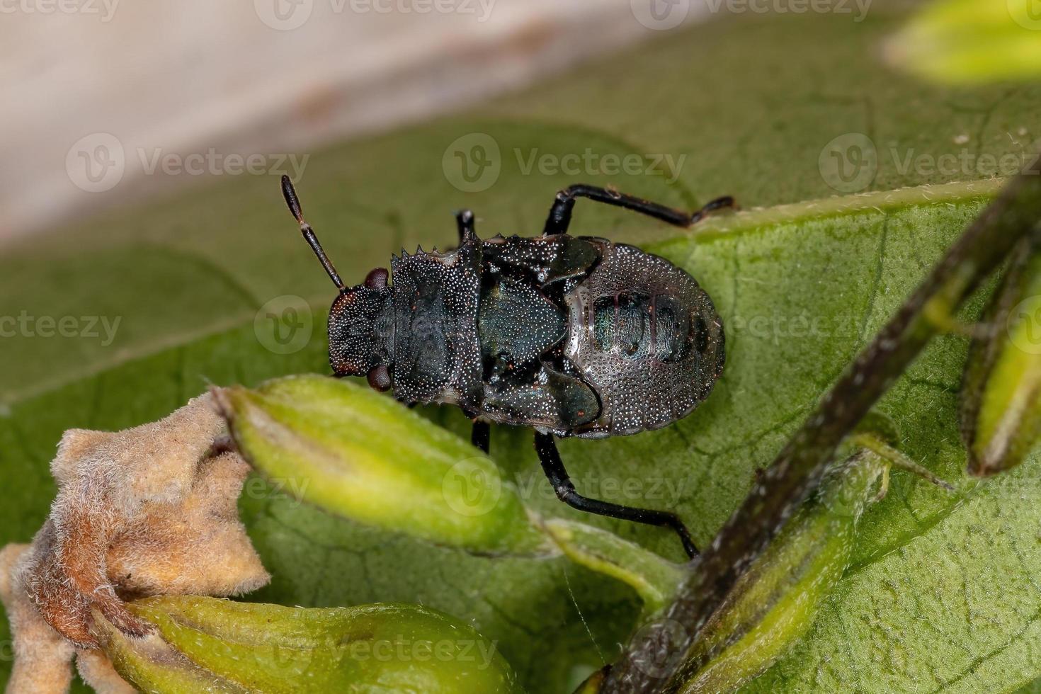 stink bug nimf foto