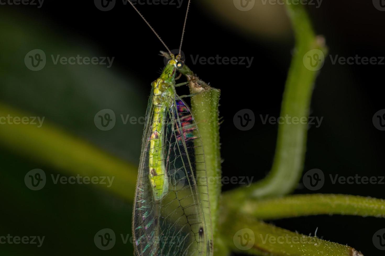 volwassen typische groene gaasvlieg foto