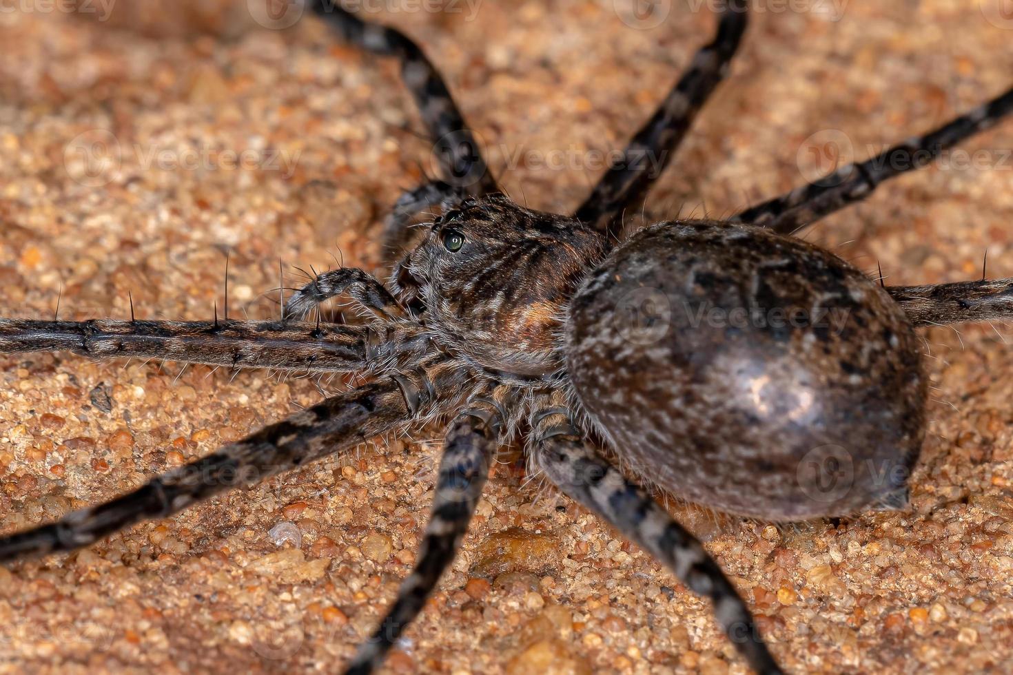 vrouwelijke volwassen trechaleid spin foto