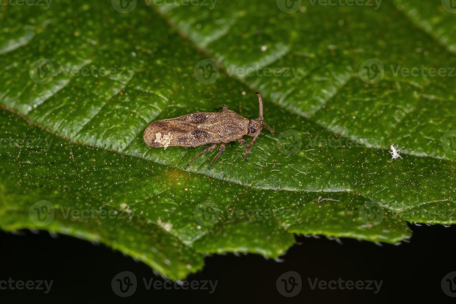 kleine kant bug foto