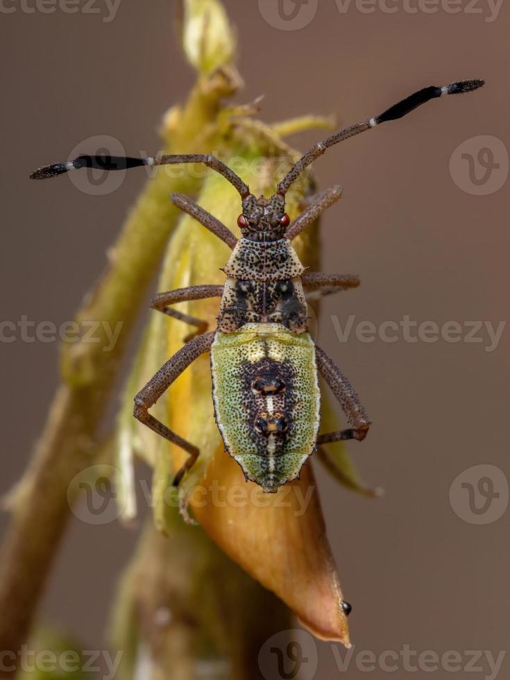 bladvoetige insectennimf foto