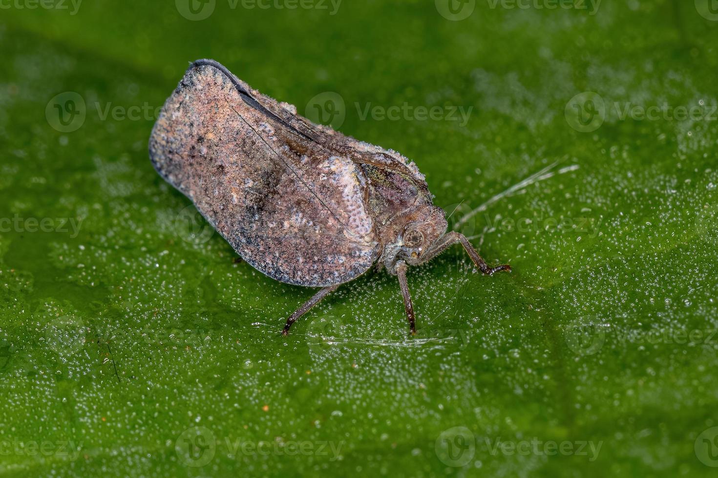 volwassen planthopper insect foto