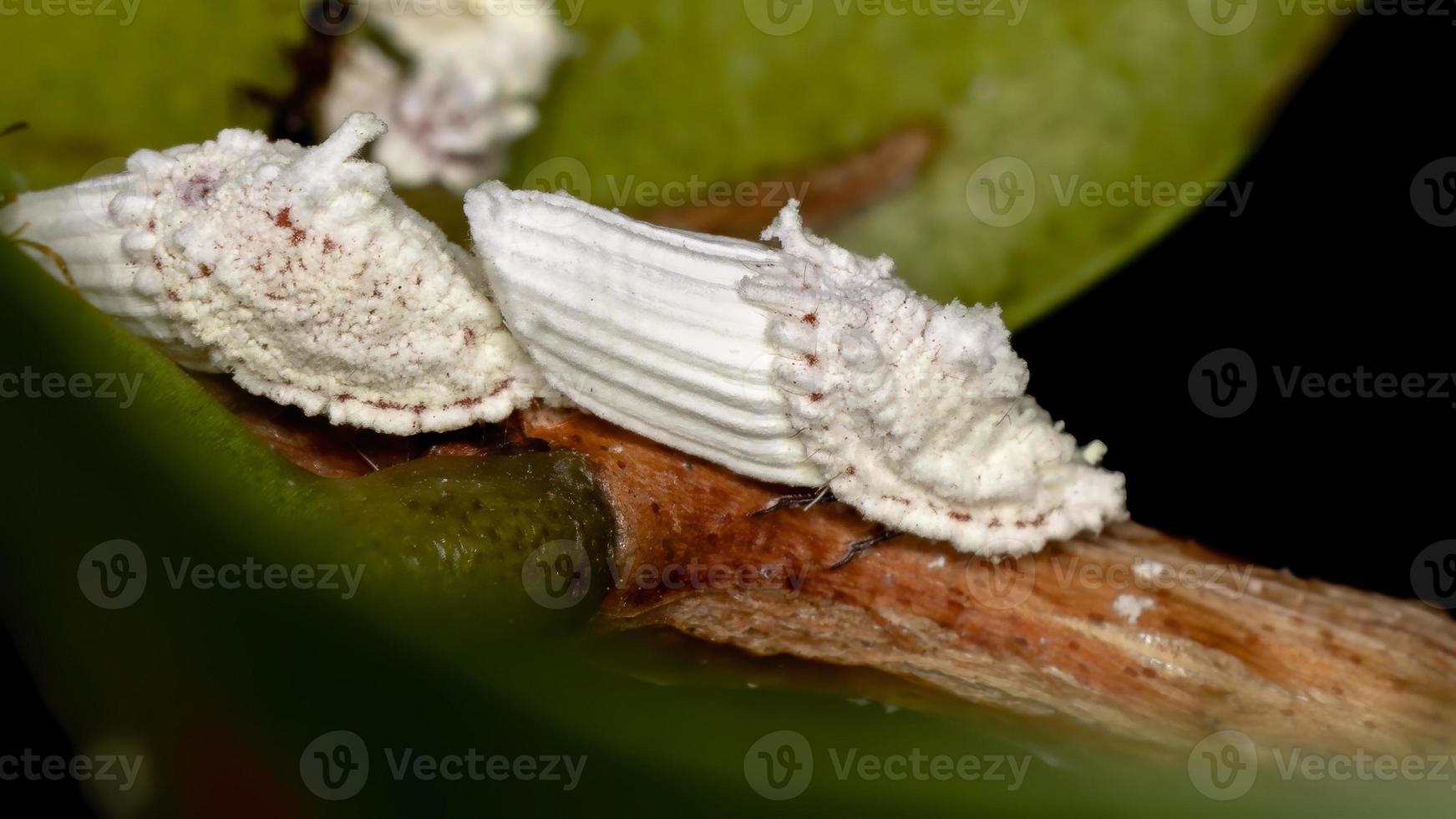 witte schaal insecten foto